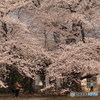学園の桜