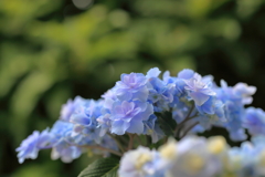 紫陽花