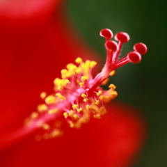 情熱の花