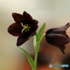 ♪ 黒百合は～恋の花
