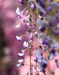 花かんざし！
