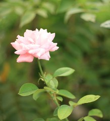 やさしい香り