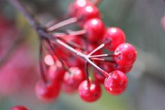 この実なんの実？