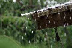 雨