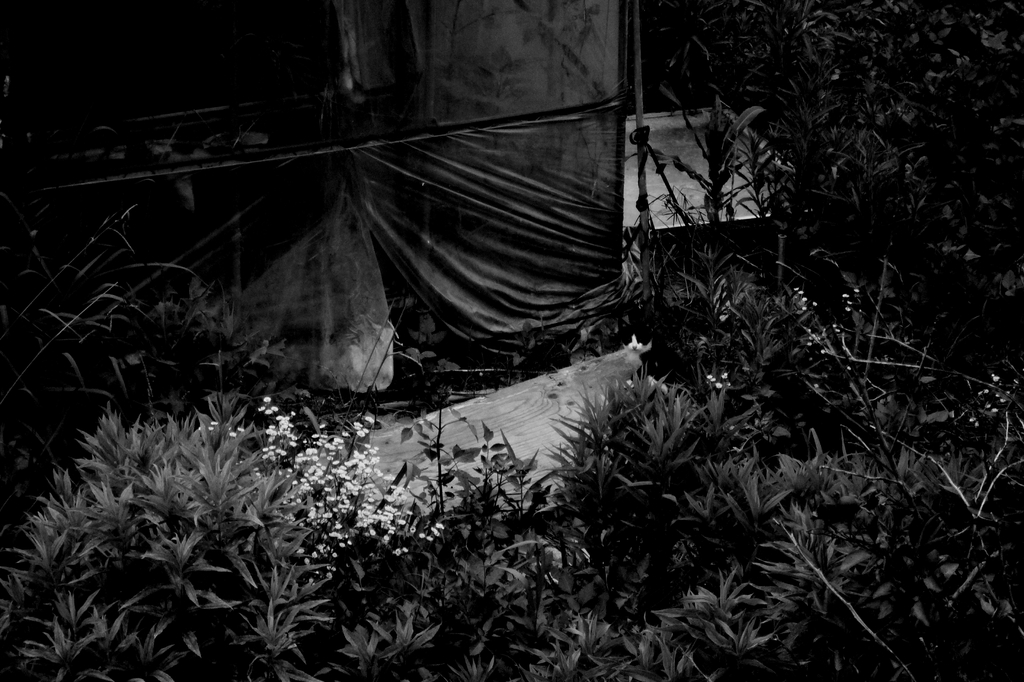 ネコ20090709
