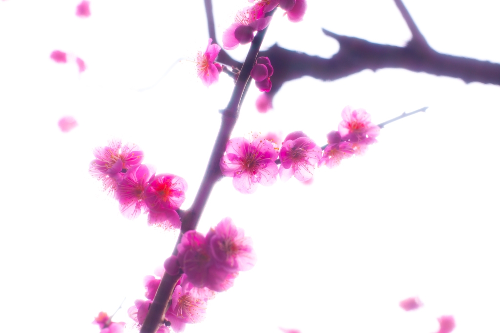 plum blossom