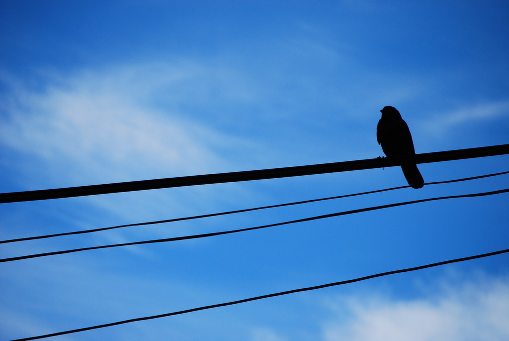 bird