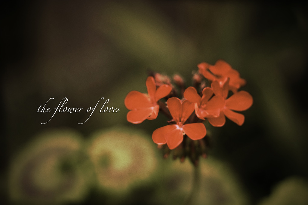 愛の花