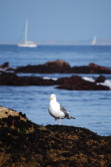 sea gull