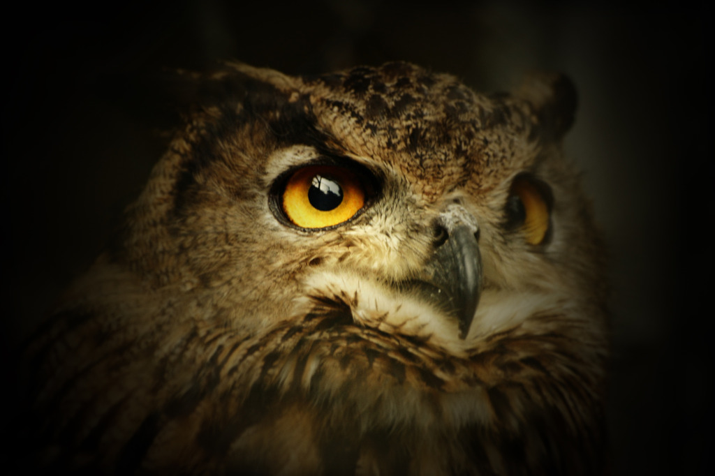 Look into my eye
