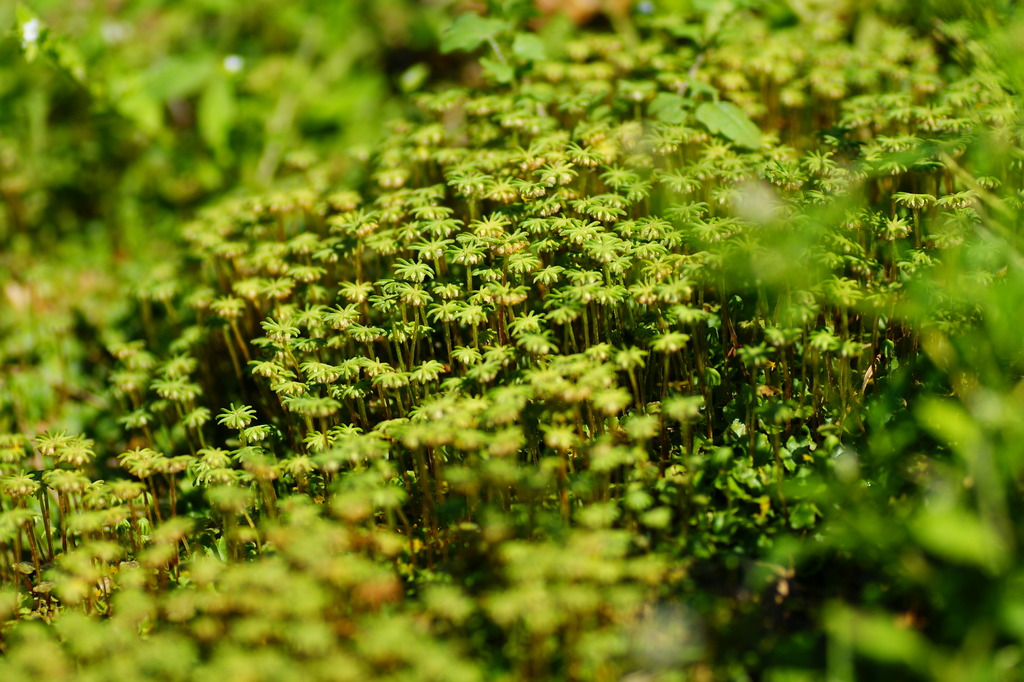 コケの森