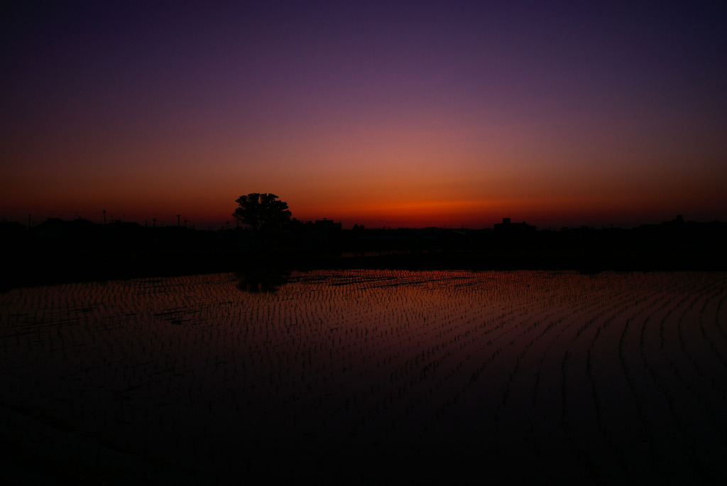 水田の夕暮れⅤ