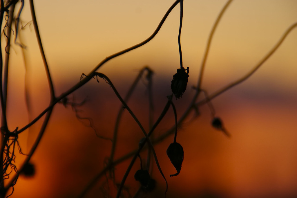 夕暮れの枯れ草