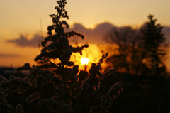 夕暮れの草むら