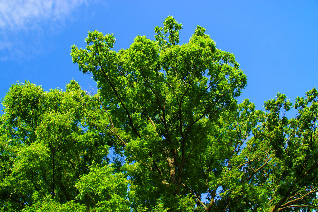 夏空と緑