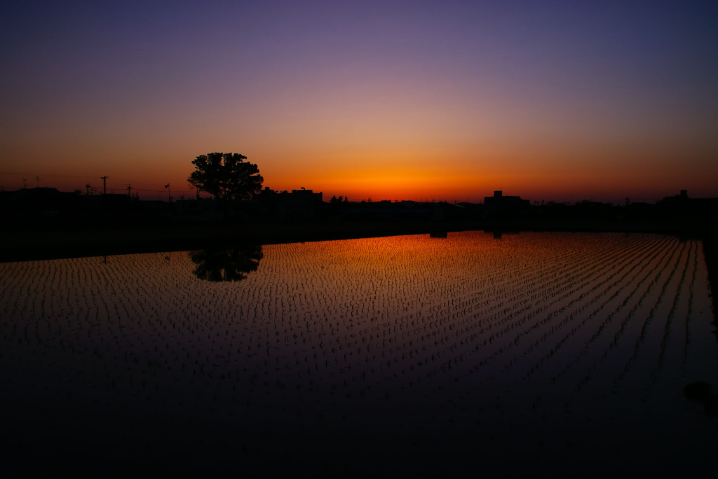 Evening of rice field