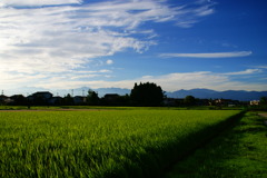 夏の朝