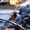 樹氷の鳥、朝日に照らされて