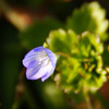 小さな花
