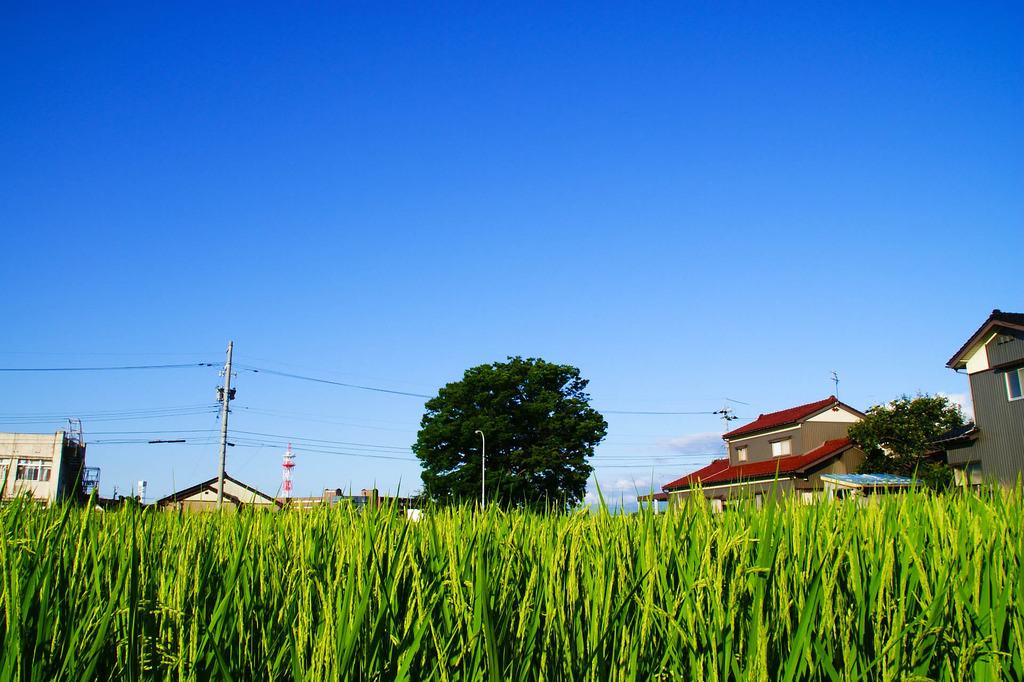 夏の田園