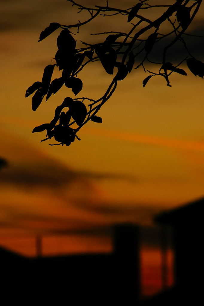 晩秋の夕暮れ