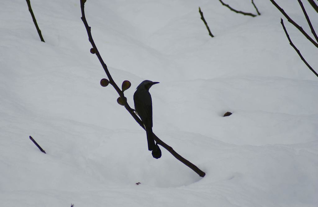 真冬の鳥