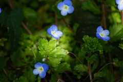 春の日光に照らされる花