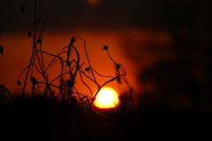 枯草と夕陽