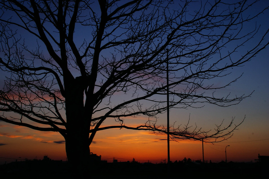 A Tree Silhouette