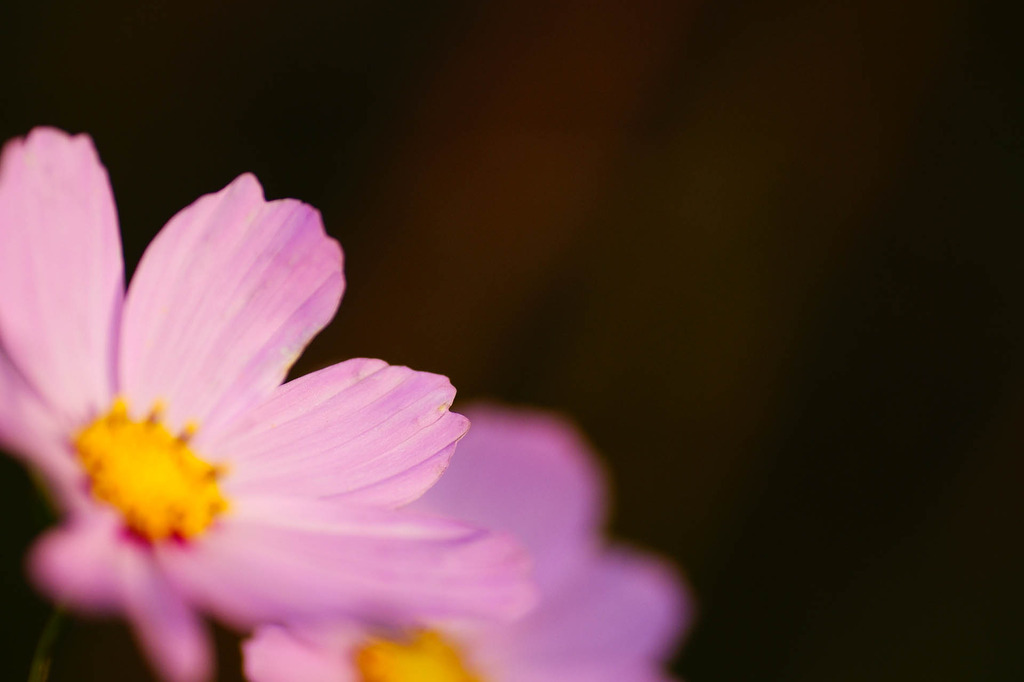 秋桜