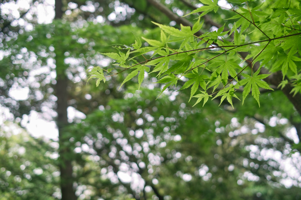 新緑②