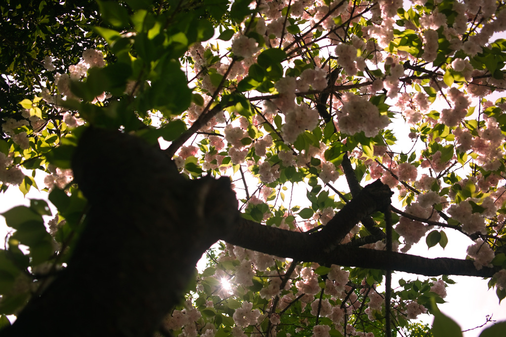 SDIM0220