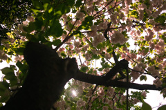 SDIM0220