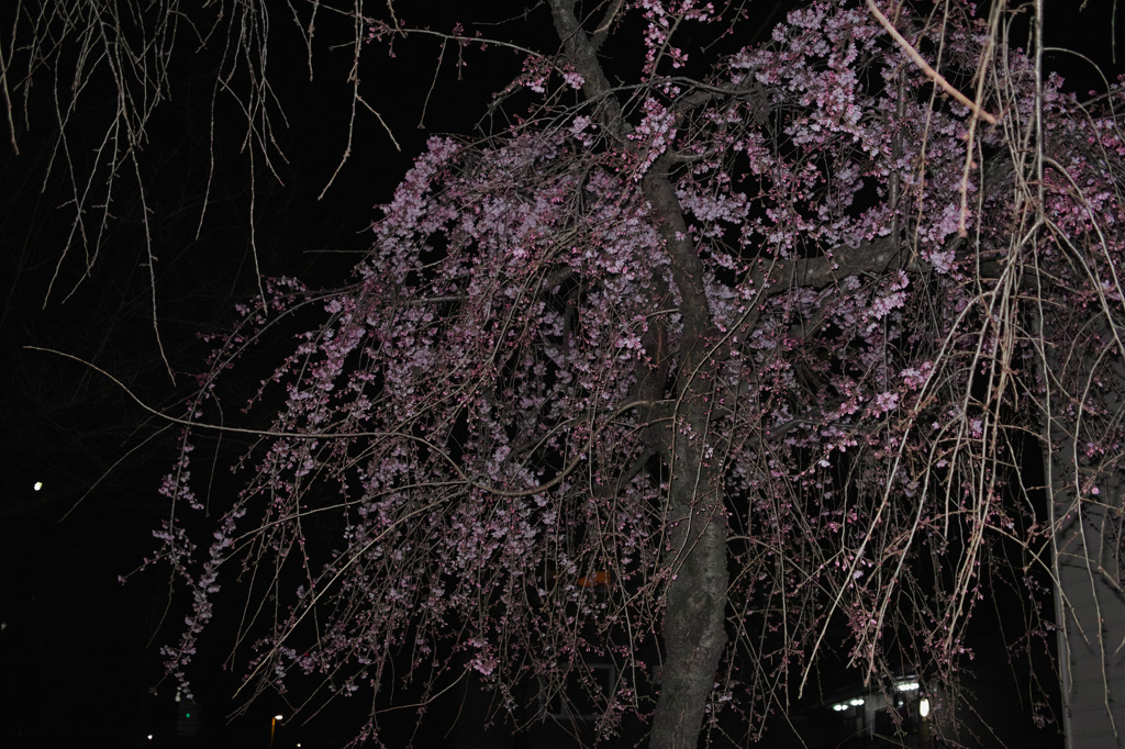 しだれ桜