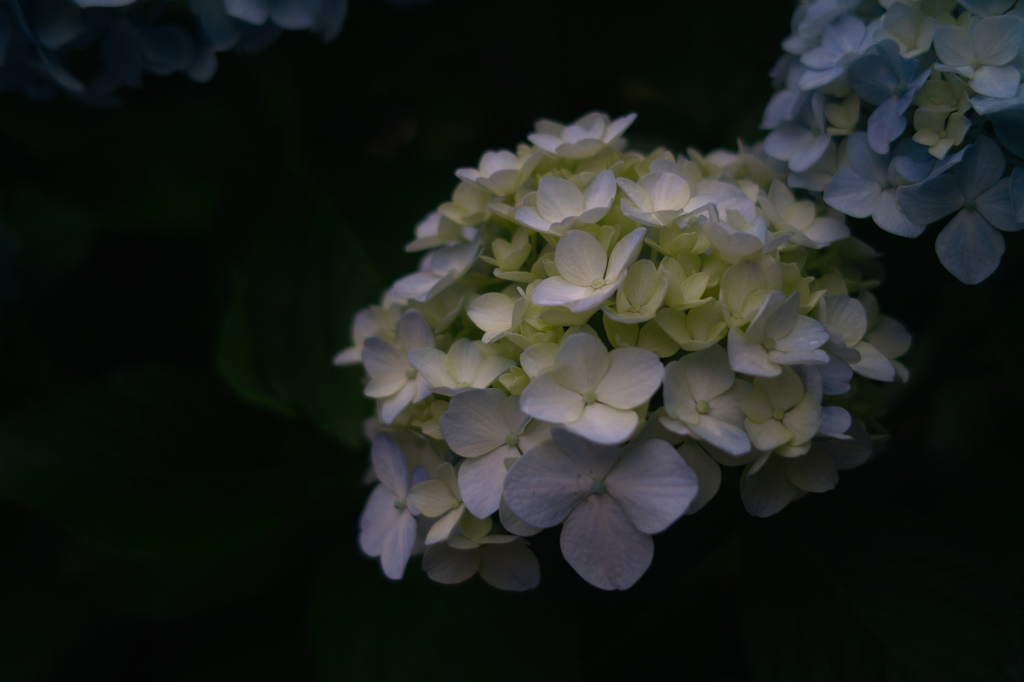 紫陽花