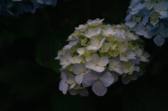 紫陽花