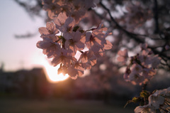 夕日に照らされて