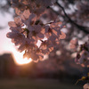 夕日に照らされて