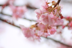 sakura-saku