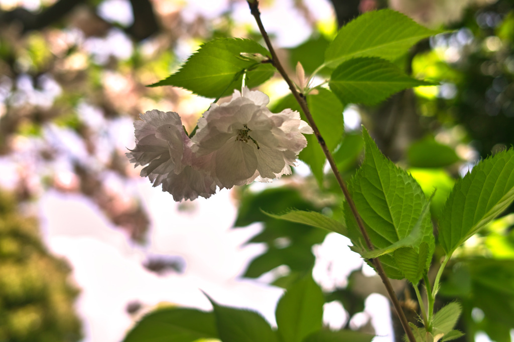 桜さく