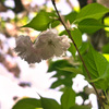 桜さく
