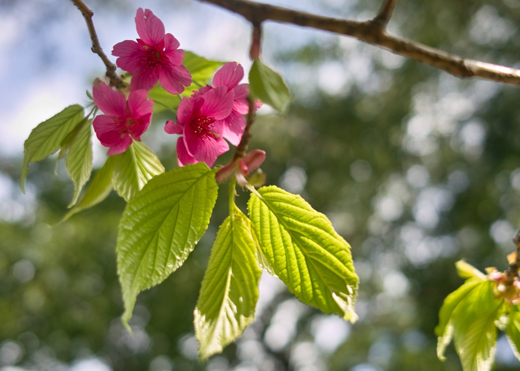 桜