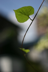 日差しを探して