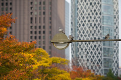 安息の地