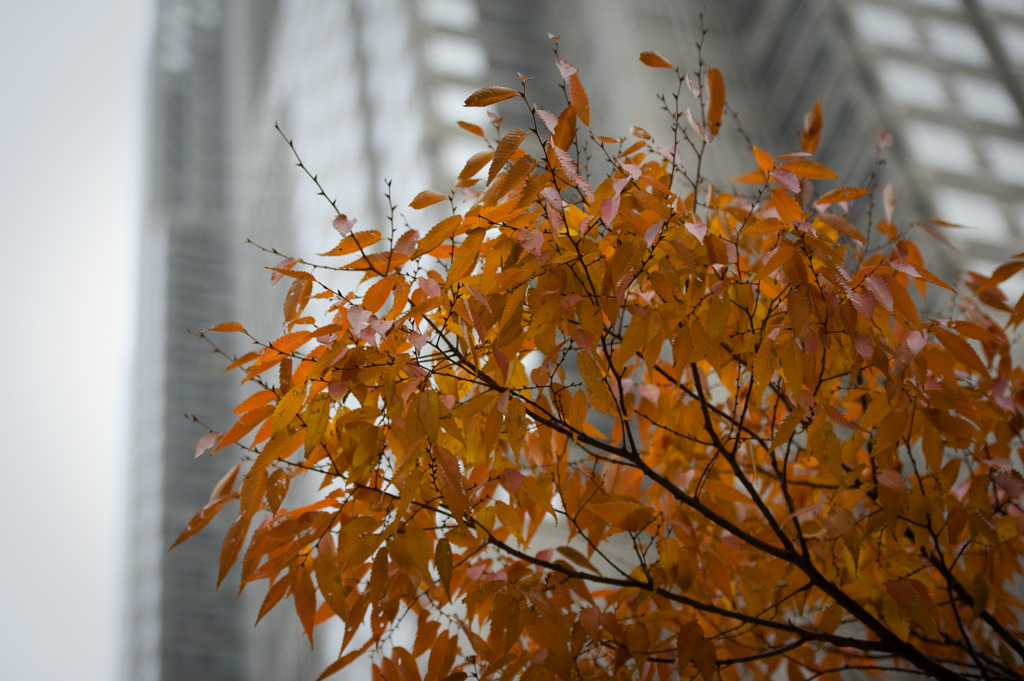 Metropolitan Government Office