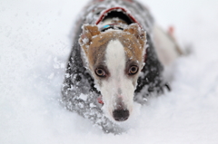 雪が深いわ～