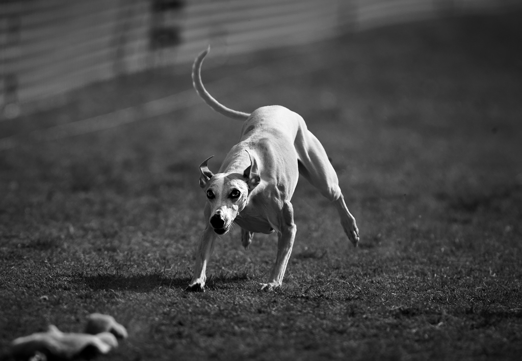 ルアーコーシング　マセラティくん