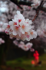 雨桜の散歩１