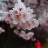 雨桜の散歩１