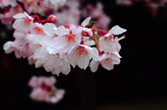 雨桜